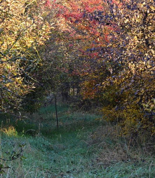 Hojas de otoño colorido — Foto de Stock