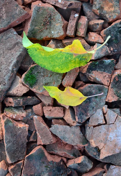 Hojas de otoño en tejas rotas —  Fotos de Stock
