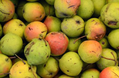 saf organik nadir çeşitli armut