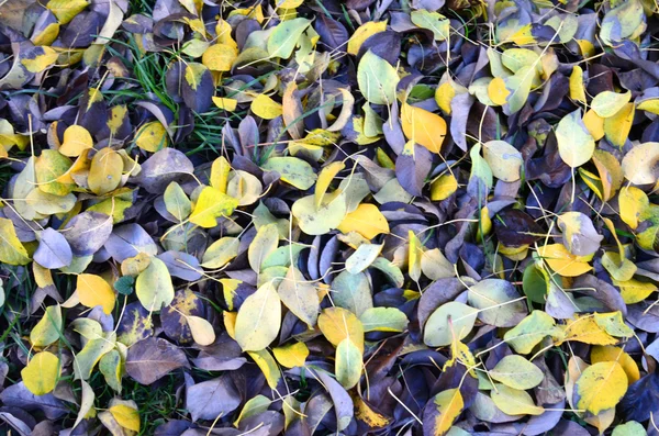 Pear leaves in autumn — Stock Photo, Image