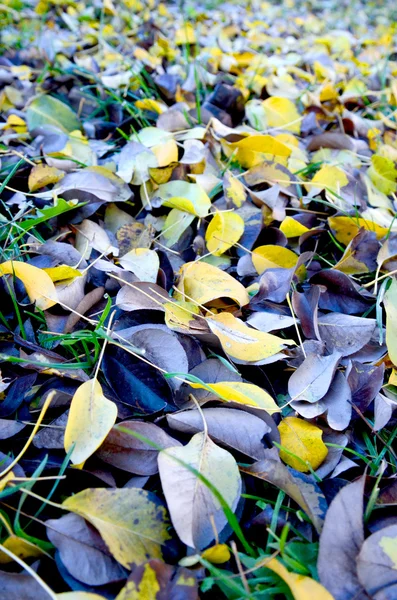 Pear leaves in autumn — Stock Photo, Image