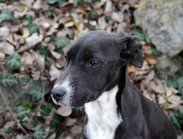 Şirin üzgün siyah ve beyaz köpek