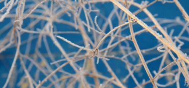 İlk sabah Frost'un üzerinde bir bitki, 