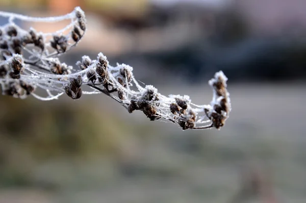 Första morgonen frost på en växter, — Stockfoto