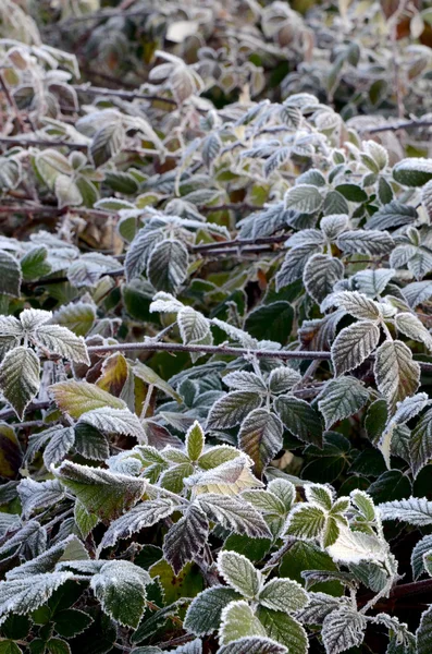 First morning  frost on a plants,