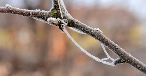 Första morgonen frost på en växter, — Stockfoto