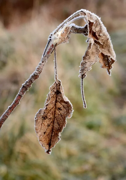 Premier gel matinal sur une plante , — Photo