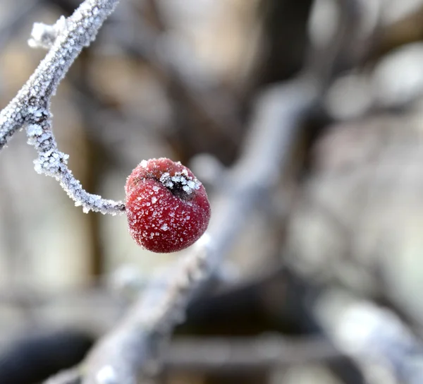 Första frosten på en äpplen — Stockfoto