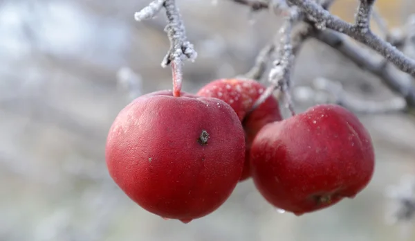 First frost on an apples — Stock Photo, Image