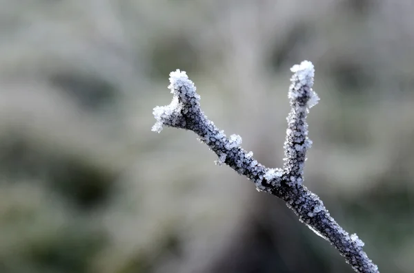 First morning  frost on a plants, — Stock Photo, Image