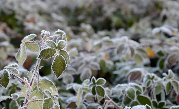 İlk sabah Frost'un üzerinde bir bitki, — Stok fotoğraf