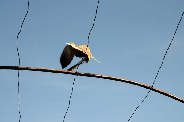 Taubenvogel, Tierthema — Stockfoto