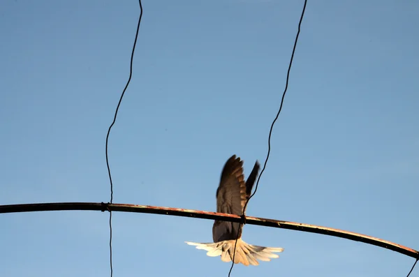 Pombo pássaro, Tema animal — Fotografia de Stock