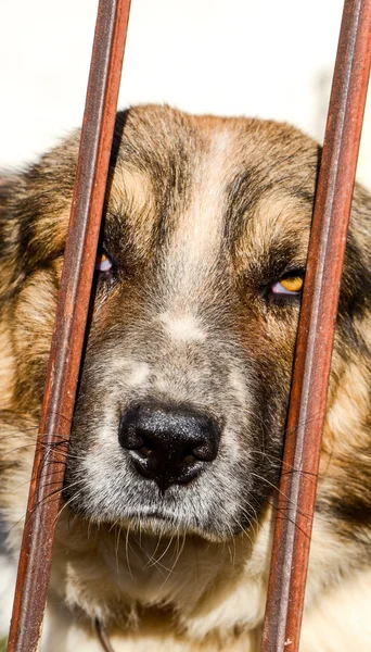 Cane triste dietro le sbarre — Foto Stock