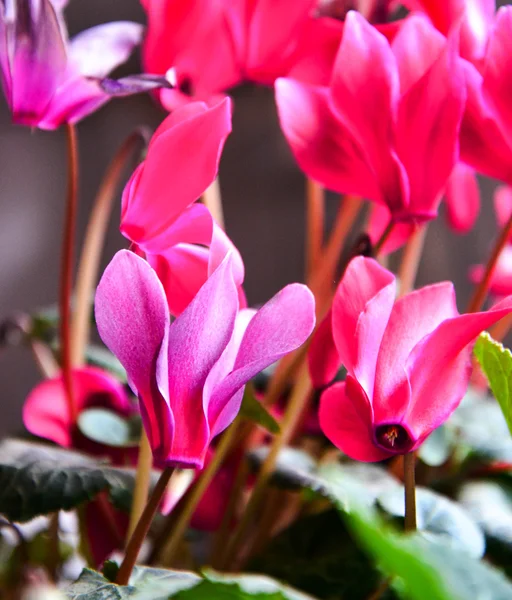 Розовые цикламены в цветочном горшке — стоковое фото