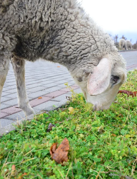 Изображение овцы, пасущейся на тему животных парка — стоковое фото