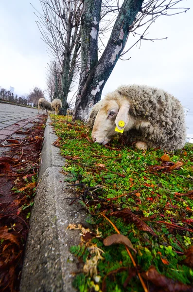 Moutons couchés — Photo