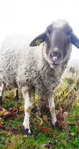 Sheep looking at camera — Zdjęcie stockowe