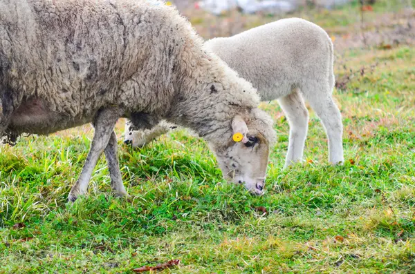 Obraz wypasu owiec. Kompozycja zwierzęca — Zdjęcie stockowe