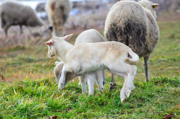 Photo d'un pâturage de moutons. Thème animal — Photo