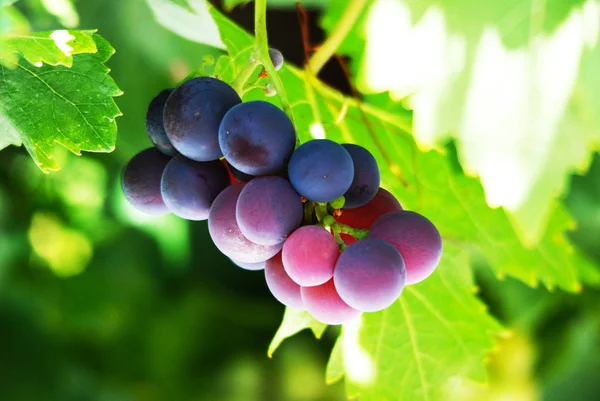 成熟的红葡萄 — 图库照片