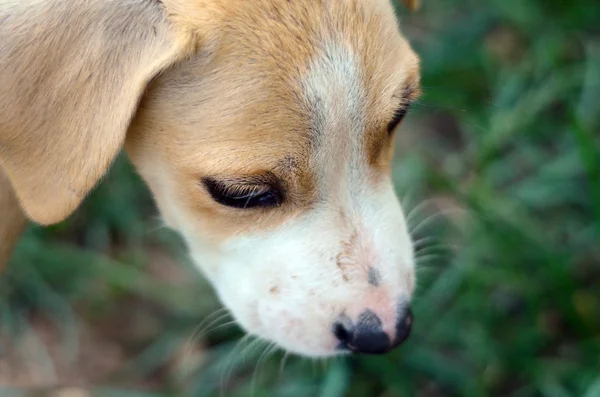 Lindo cachorro mirando hacia abajo — Foto de Stock