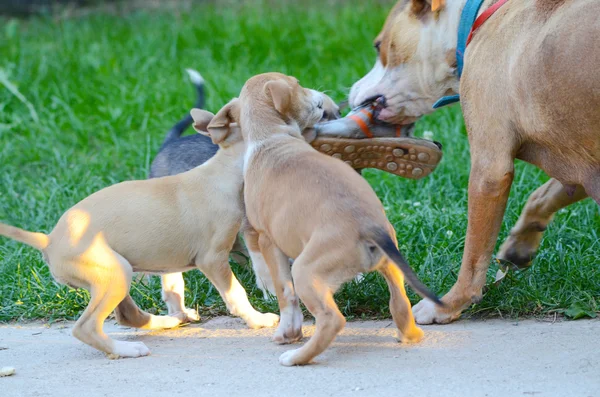 Dulces cachorros rasgando viejas zapatillas de deporte con su madre — Foto de Stock