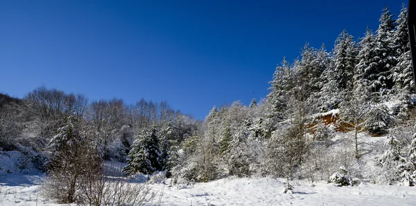 Träd på vintern. landskap — Stockfoto