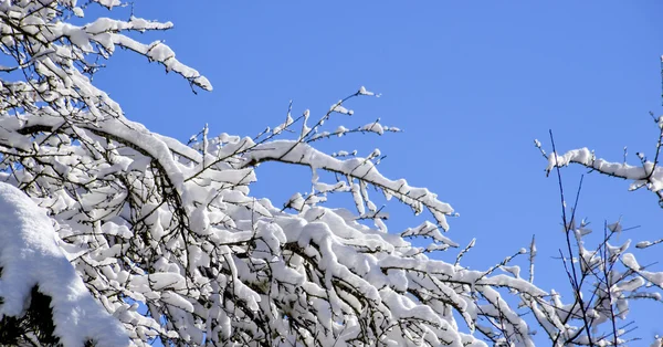 Drzewa w zimie. krajobraz — Zdjęcie stockowe