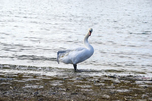 Bruten vinge swan — Stockfoto