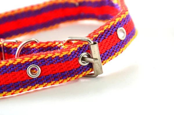 Colorido collar de perro — Foto de Stock