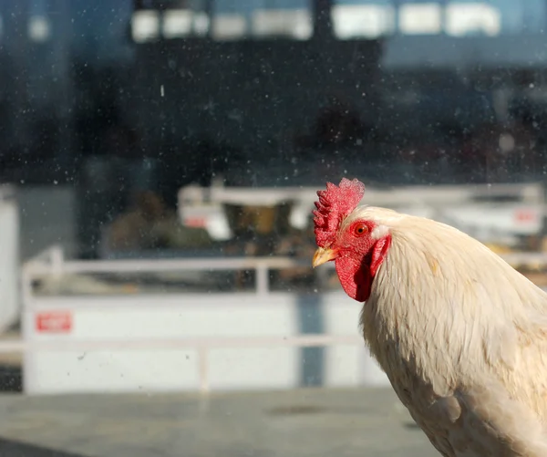 White rooster bird