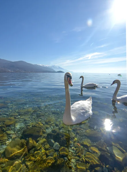 Swan birds in lake Ohrid, Macedonia — Stock Photo, Image