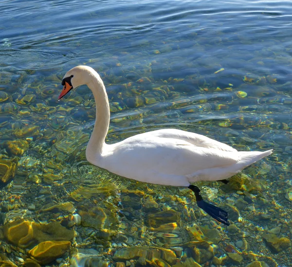 Aves cisnes en el lago Ohrid, Macedonia — Foto de Stock