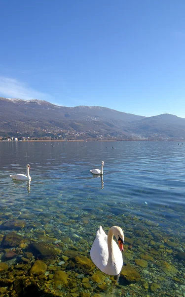 Kuğu kuş Ohri Gölü, Makedonya — Stok fotoğraf