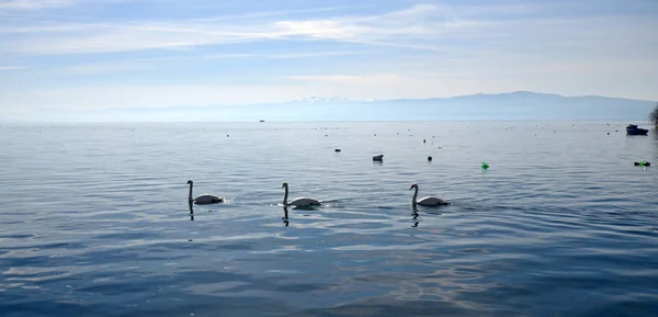 Oiseaux cygnes dans le lac Ohrid, Macédoine — Photo