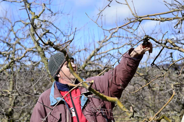 Campesino poda manzano en huerto — Foto de Stock