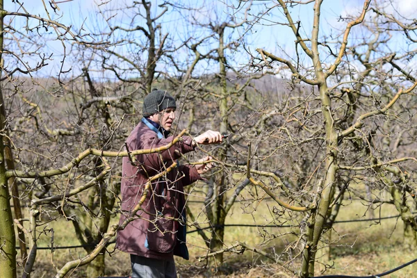 Campesino poda manzano en huerto — Foto de Stock