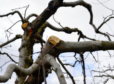 Silinen elma ağacı