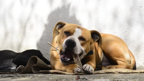 Cão comendo osso — Vídeo de Stock