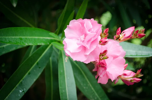 Tropische Blumen Auf Dem Hintergrund Grüner Blätter — Stockfoto