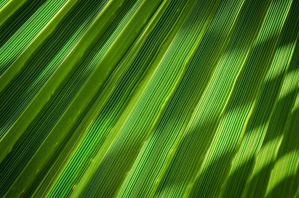 Imagem abstrata das folhas tropicais — Fotografia de Stock