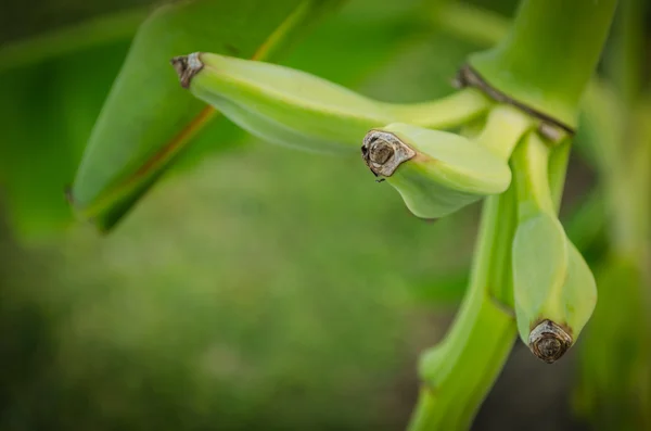 ağaç üzerinde yeşil muz