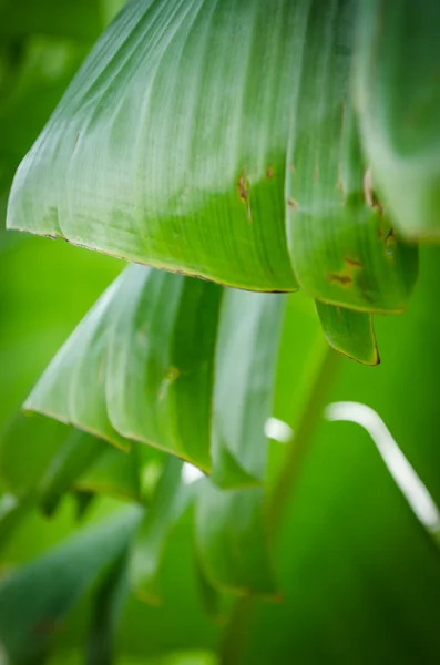 yeşil muz yaprağı