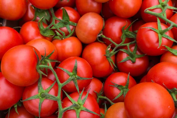 Taze kırmızı domatesler - Stok İmaj