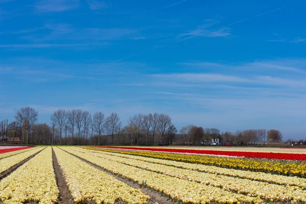 Field of tulips.  colorful tulip farm. — Stock Photo, Image