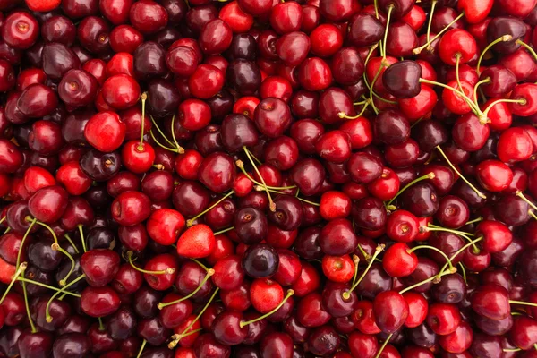 Cerejas vermelhas maduras — Fotografia de Stock