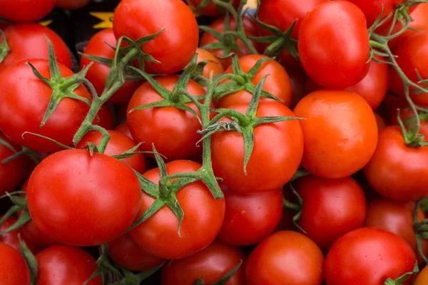 新鮮な赤いトマト — ストック写真