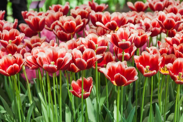 Belles tulipes de printemps — Photo