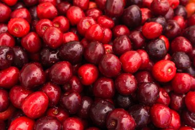 Olgun kırmızı kiraz